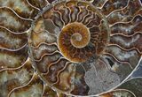 Split Ammonite Half - Agatized Chambers #7807-1